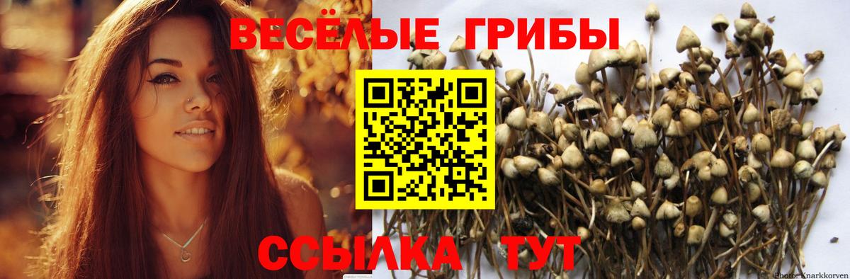 Псилоцибиновые грибы Psilocybine cubensis Мыски